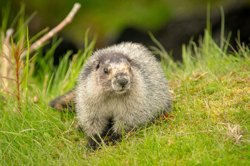 marmot,