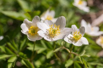 white flowering anemone