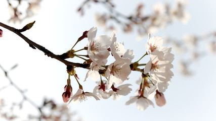 Close-up image of cherry blossom against the soft blue sky.