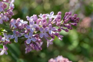 blossoming lilac in spring