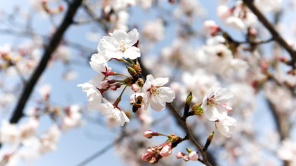 Close-up image of the warm spring cherry blossom and honey bees scene.