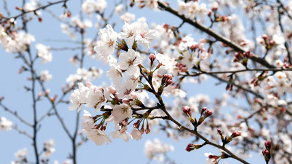 Close-up image of cherry blossom against the blue sky.