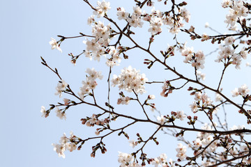 The warm spring cherry blossom scene.