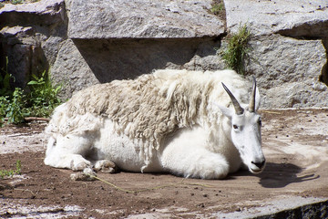 mountain goat in the zoo lies