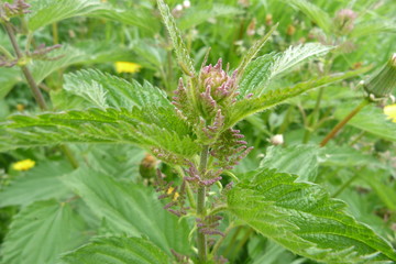 green nettle inflorescence plants large leaves grass weeds weeds medicinal raw materials