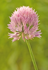 Obraz premium Blossom of chives