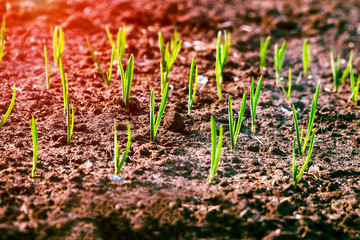 Garlic shoots in the garden