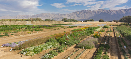 experimental farm in the Arava Desert in Israel with the Moav Mountains of Jordan in the background - obrazy, fototapety, plakaty
