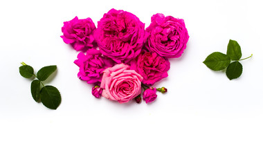 Pink roses arrangement on white background
