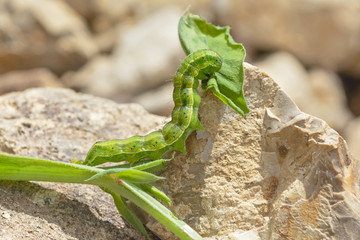 macro of a green and yellow striped bordered straw moth larva eating a sweet pea leaf