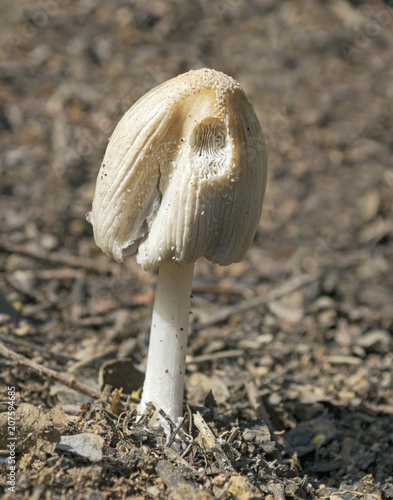 Cream Colored Conical Mushroom Growing In Compost In A Garden In