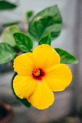 Hawaiian waterfall flower. Hibiscus Brackenridgei - Hawaii. yellow flower with a red pestle. symbol