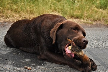 dog is big and gnaws a big bone