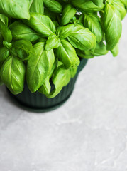 Fresh green basil herb