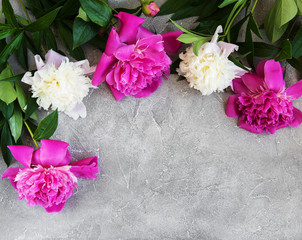 beautiful pink and white peony flowers