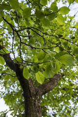 The disease leaves on plum.