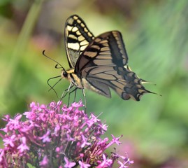 papillon jaune sur fleur