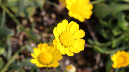 Close-up image of yellow chrysanthemum.