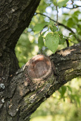 Disease of plum leaves and cut branch.