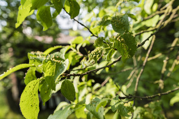 The disease leaves on plum.