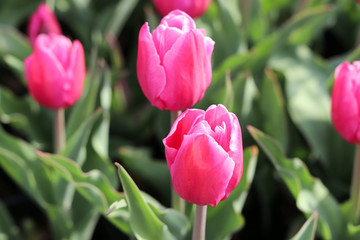Pink tulips in the park.