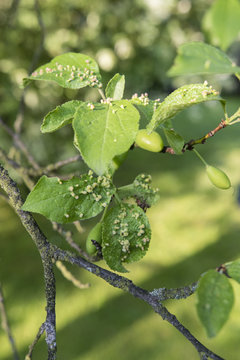 The disease leaves on plum.