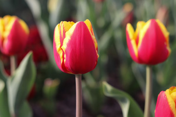 Fototapeta premium Red&nbsp;with&nbsp;yellow&nbsp;tulips&nbsp;at&nbsp;the&nbsp;park.