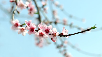 Peach blossoms at the warm spring.