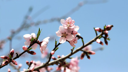 Peach blossoms and a honeybee against the blue sky.
