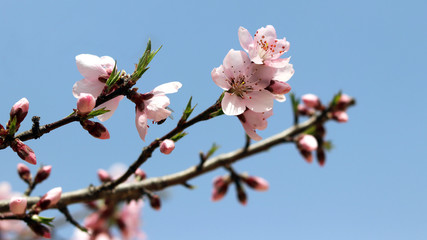 Peach blossoms against the blue sky.