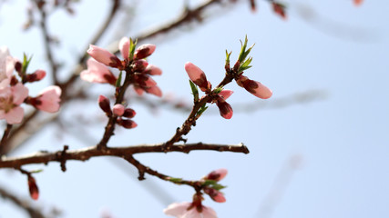 Peach blossom buds opening at the beginning of spring.