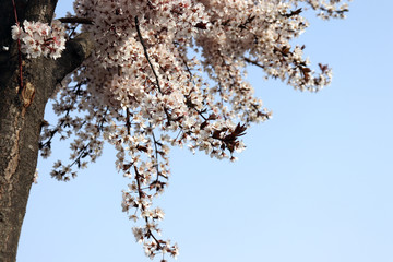 Plum trees are in full blossom.