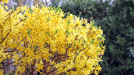 The scenery of spring is bright with yellow forsythia flowers.
