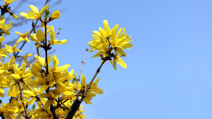 Yellow forsythia flowers on the blue sky background.