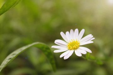 Obraz premium flower