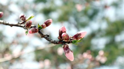 Peach blossom bud on the soft green background.