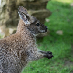 Wallaby wildlife Diprotodontia Macropoidae in sunlgiht in woodland with yound joey in pouch