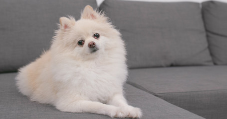 Pomeranian dog sitting on sofa