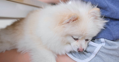 White pomeranian dog sleep on pet owner legs