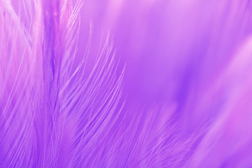 Bird and chickens feather texture for background Abstract,blur style and soft color of art design.