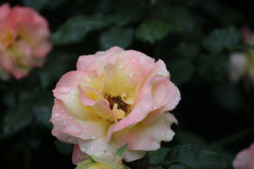 Rose type named Apricot Queen Elizabeth in close-Up isolated from a rosarium in Boskoop the Netherlands