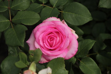Rose type named beverly in close-Up isolated from a rosarium in Boskoop the Netherlands