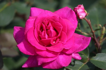 Rose type named blackberry nipp in close-Up isolated from a rosarium in Boskoop the Netherlands