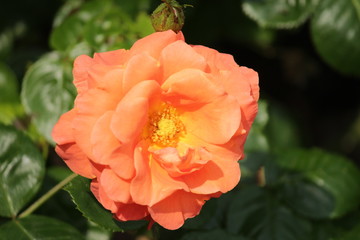 Rose type named BR801 in close-Up isolated from a rosarium in Boskoop the Netherlands