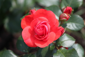 Rose type named dover castle  in close-Up isolated from a rosarium in Boskoop the Netherlands