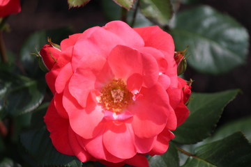 Rose type named dover castle  in close-Up isolated from a rosarium in Boskoop the Netherlands