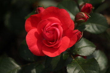 Rose type named dover castle  in close-Up isolated from a rosarium in Boskoop the Netherlands