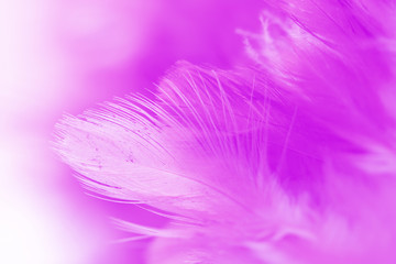 Obraz premium Bird and chickens feather texture for background Abstract,blur style and soft color of art design.for mobile case