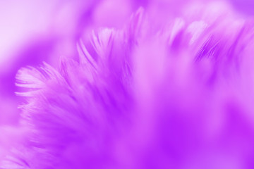 Obraz premium Bird and chickens feather texture for background Abstract,blur style and soft color of art design.for mobile case