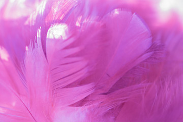 Obraz premium Bird and chickens feather texture for background Abstract,blur style and soft color of art design.